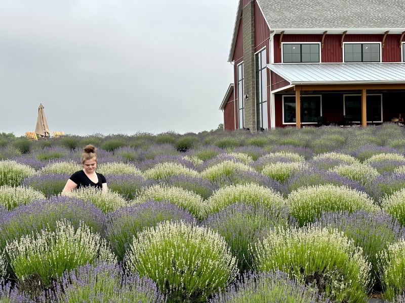 lavender harvest celebration - girl in lavender field at lavender life company