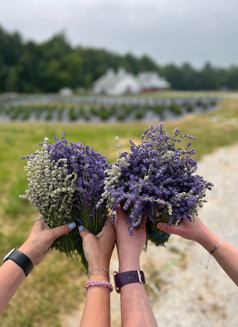 lavender harvest celebration - u pick lavender bouquets at lavender life company