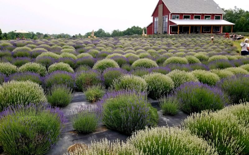 lavender harvest celebration - lavender field at lavender life company