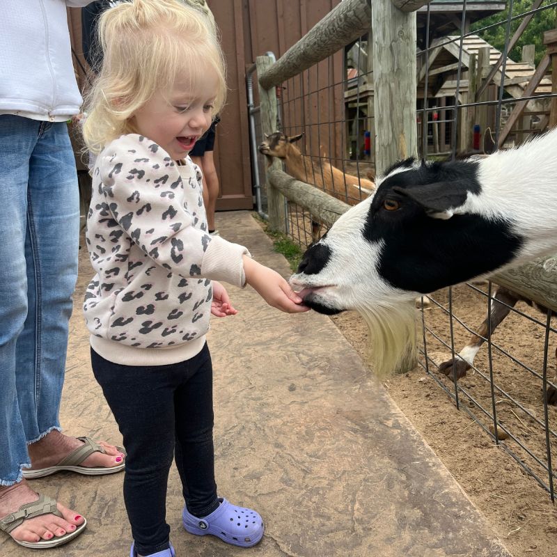 Feeding Goats at Lewis Adventure Farm