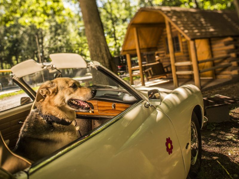 Traverse City KOA Camping Cabin Pet Friendly