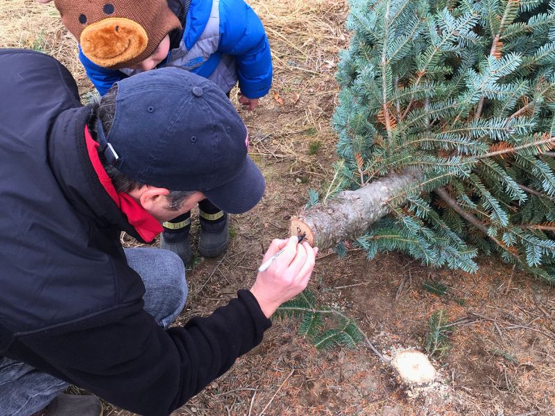 Dad and son choose and cut their own Christmas tree