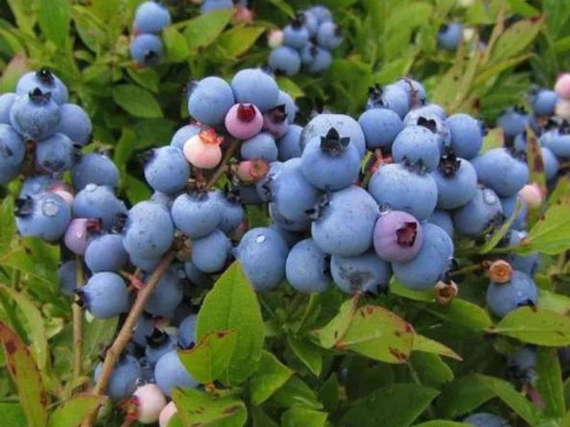Dee's Lakeshore Farm Blueberries- Fennville - FB