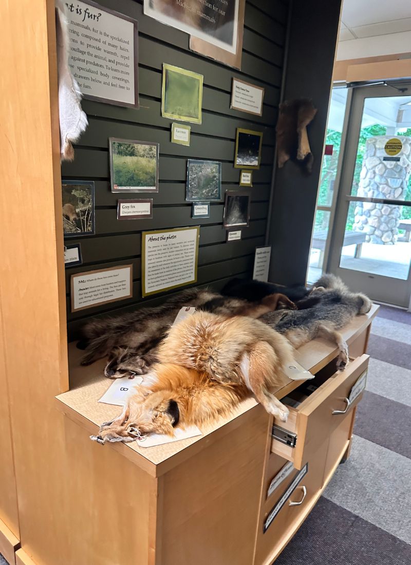animal furs calvin nature center bunker interpretive center
