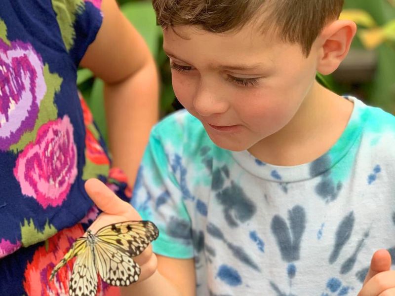 Meijer Gardens Butterflies, Cox