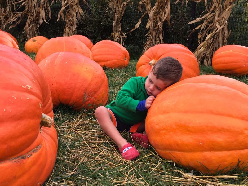 Giant Pumpkins at Meijer Gardens Farm Garden in the Fall