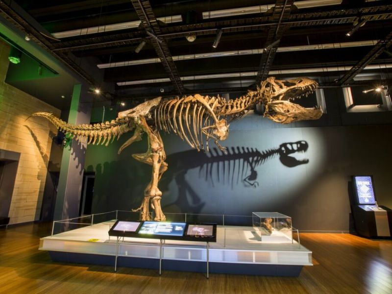 Michigan-Science-Center-Tyrannosaurs-Exhibit-Website