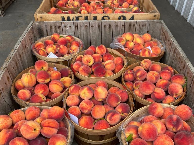 Wells Orchards Peaches - West Michigan Peach Picking - FB