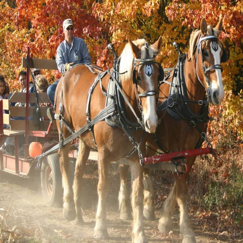 Horse-Drawn Hayride