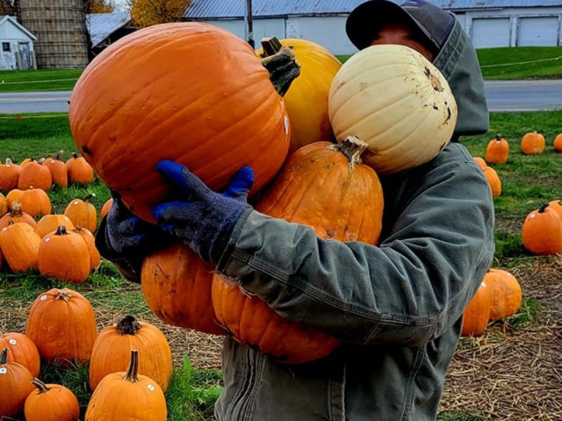 Pumpkin Patch