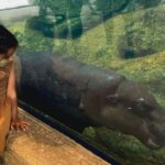 Go Wild, John Ball Zoo: Visit in 2025 for The Power of Pollinators, Adults-Only Escape Room, Animals Galore & More