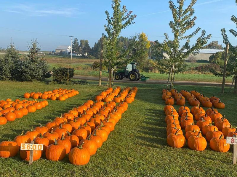 Pumpkin Patch