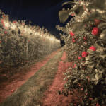 Farmhaus Farms is Your New Fall Tradition – 2025