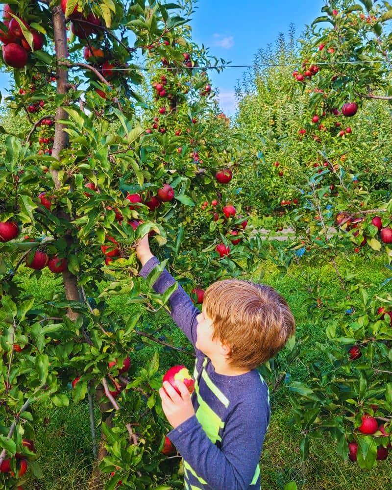 Farmhaus Farms boy picking apples