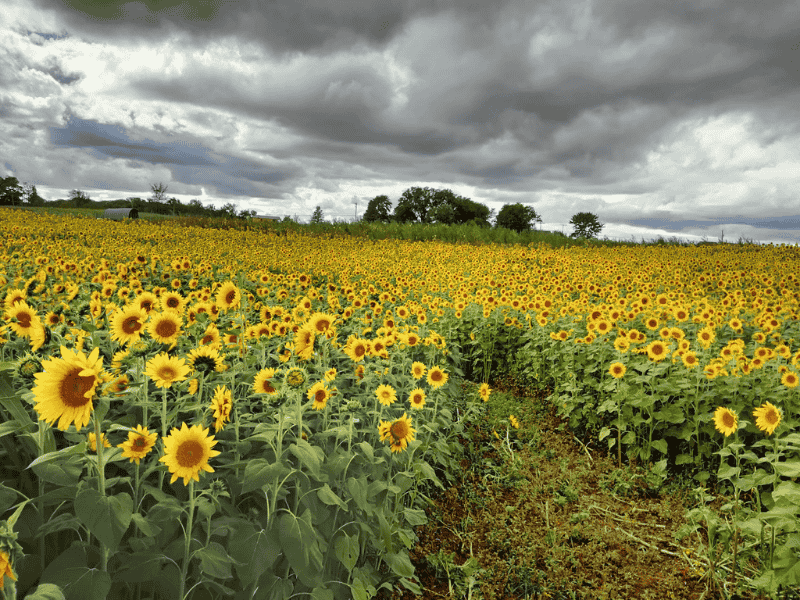 Sunflower Acres Coopersville