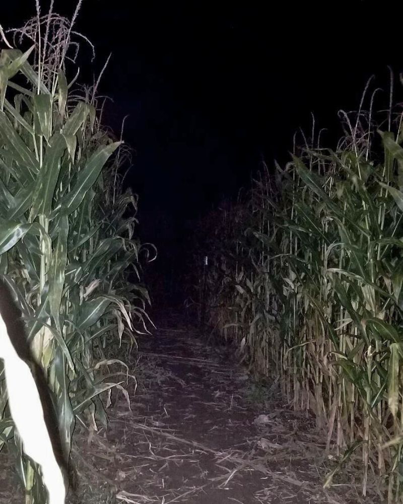 Heidi's Farmstand Corn Maze After Dark FB