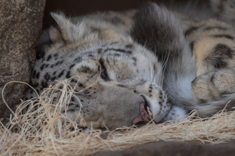 John ball zoo slieeping snow leopard website