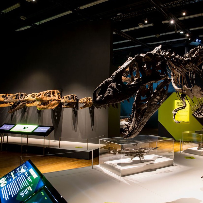 GRPM Facebook Tyrannosaurs Meet the Family