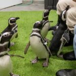 WIN! a Penguin Encounter at John Ball Zoo!