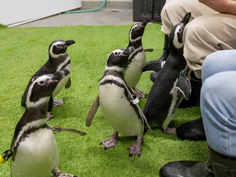 Penguin Encounter John Ball Zoo 2025