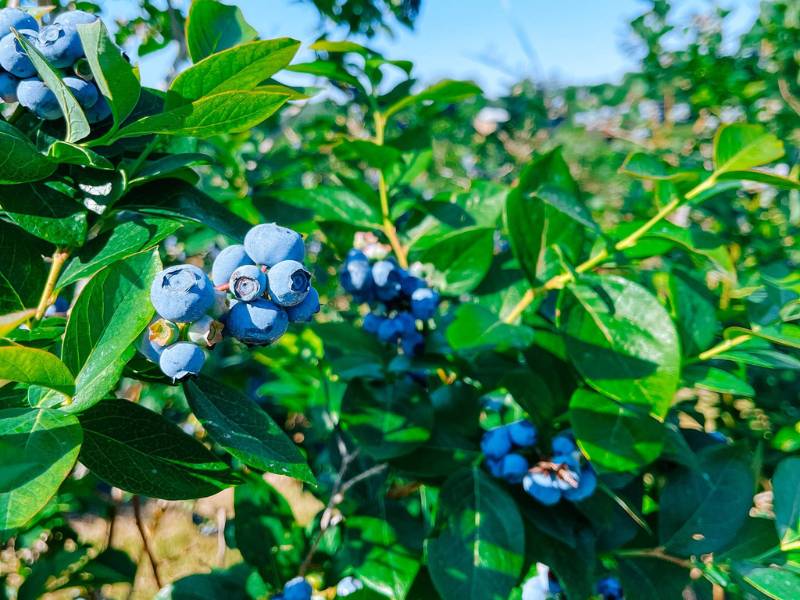 DeGrandcamp Farms - Blueberry Pick