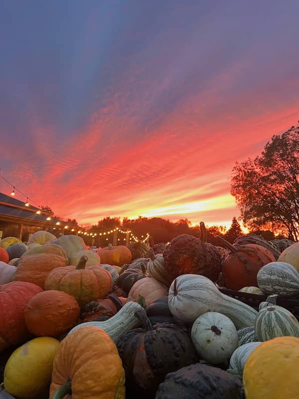 Deep Roots Produce 2025 pumpkins