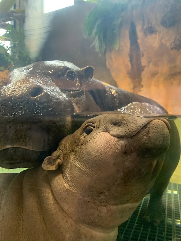 JBZ Facebook Hugo Hippo