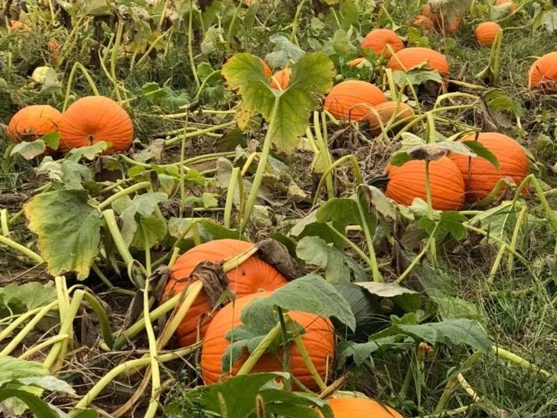 Pumpkin Patch