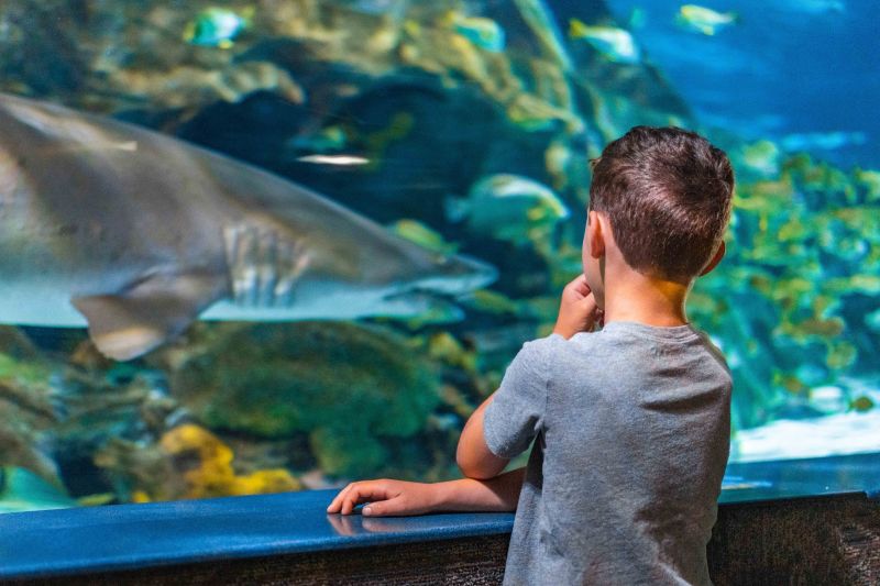 things to do in tennessee : Ripley Aquarium boy looking at shark