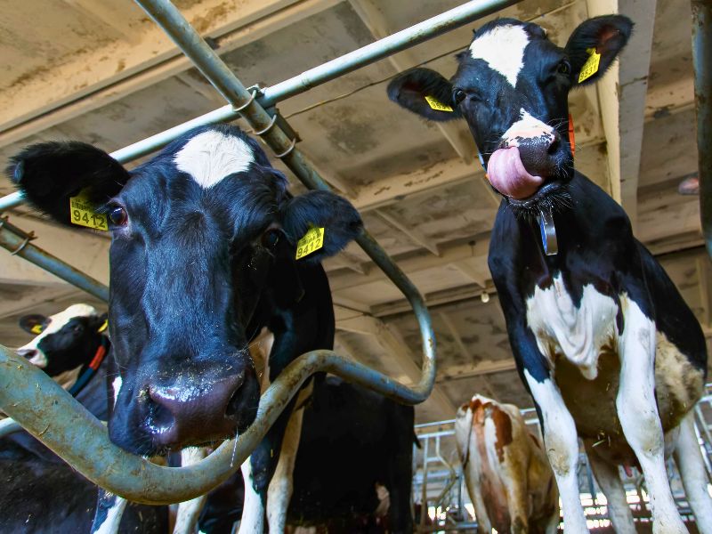 cows