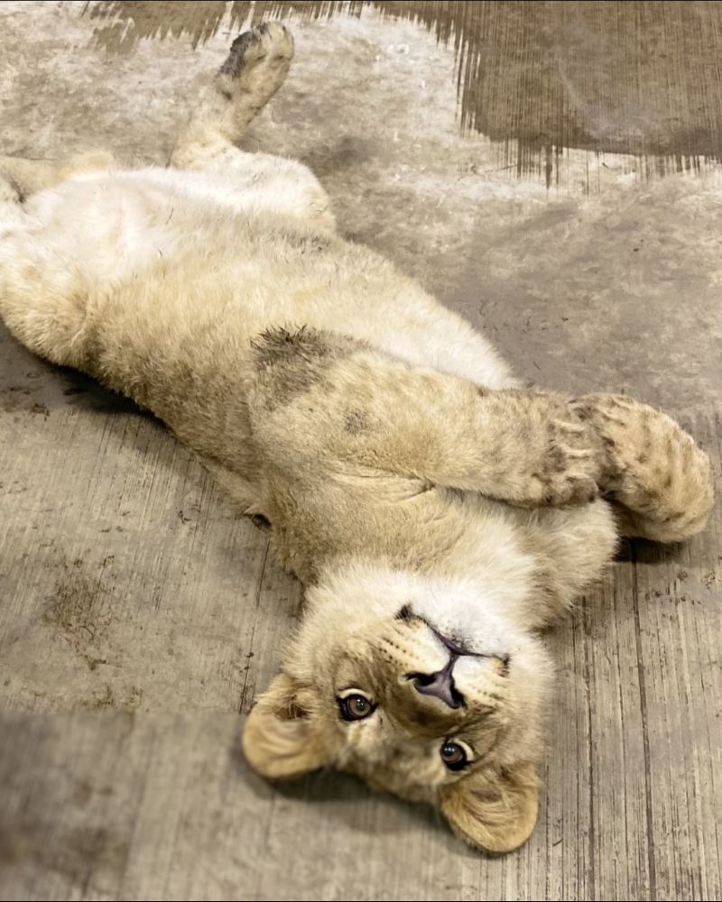 Lincoln park zoo baby lion FB