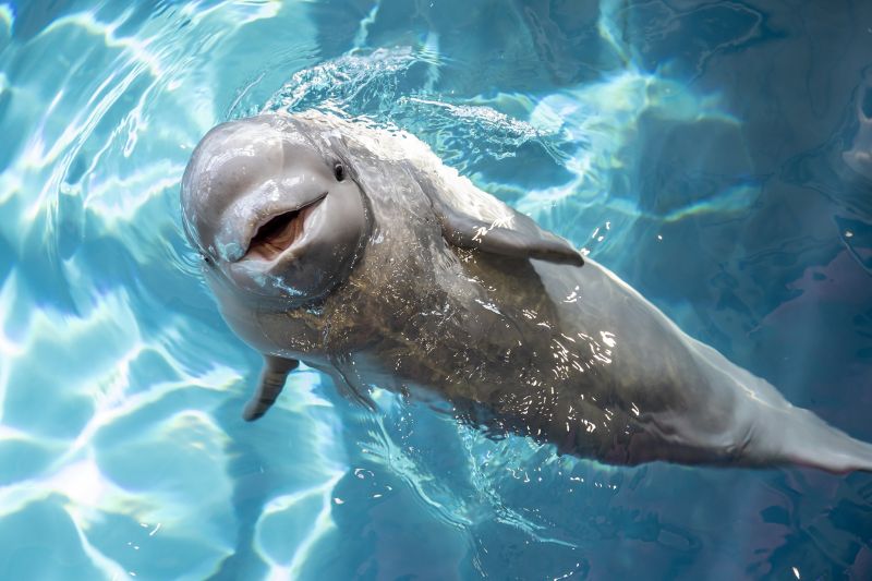 things to do in illinois : Shedd Aquariaum baby whale