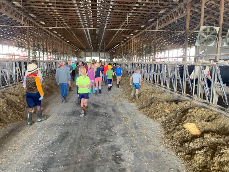 Dairy Discovery gallery image 3