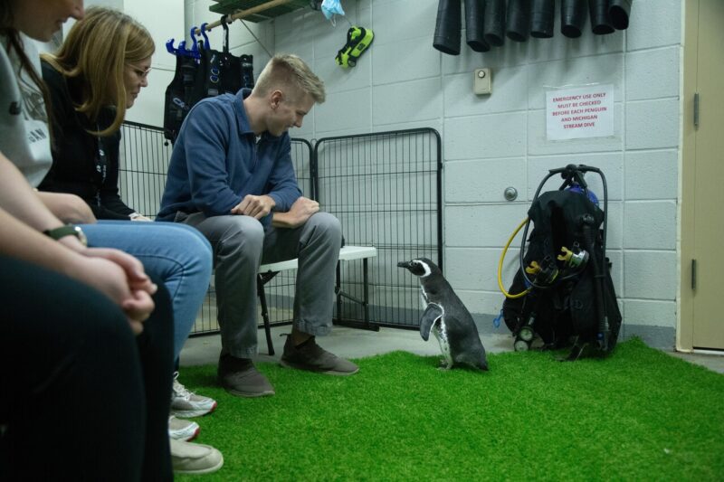John Ball Zoo Penquin Encounter