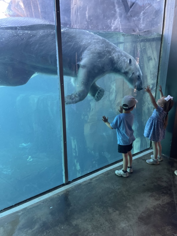 things to do with kids in st louis : st louis zoo