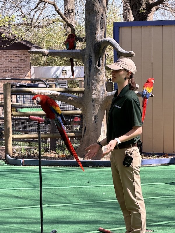 Grant Farms Parrot Performance Tiffany