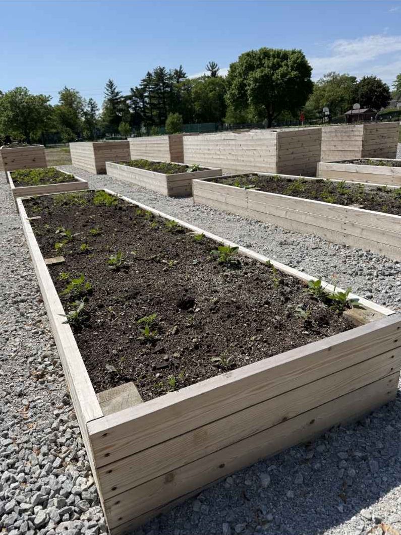 Martin Luther King Park Community Garden Closeup Austin 2026 1