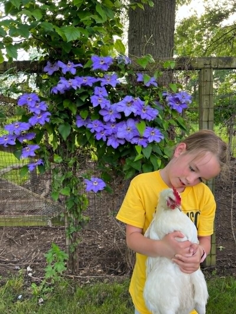 Backyard Chickens Girl In Yellow Holding Chicken By Purple Flowers