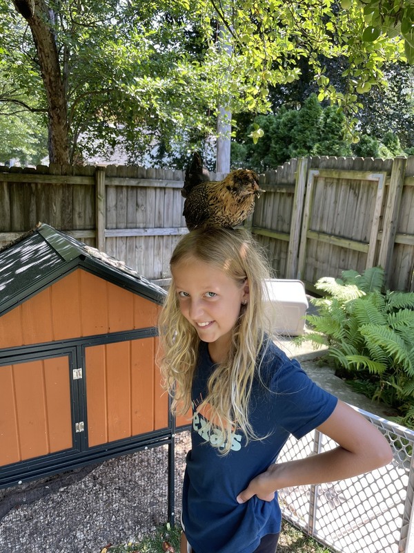 Chickens Backyard From Amber Cox