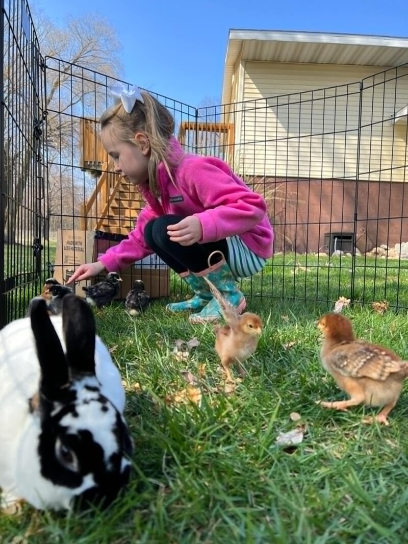 Raising Chickens Girl In Pen With Chicks And Bunny Malski