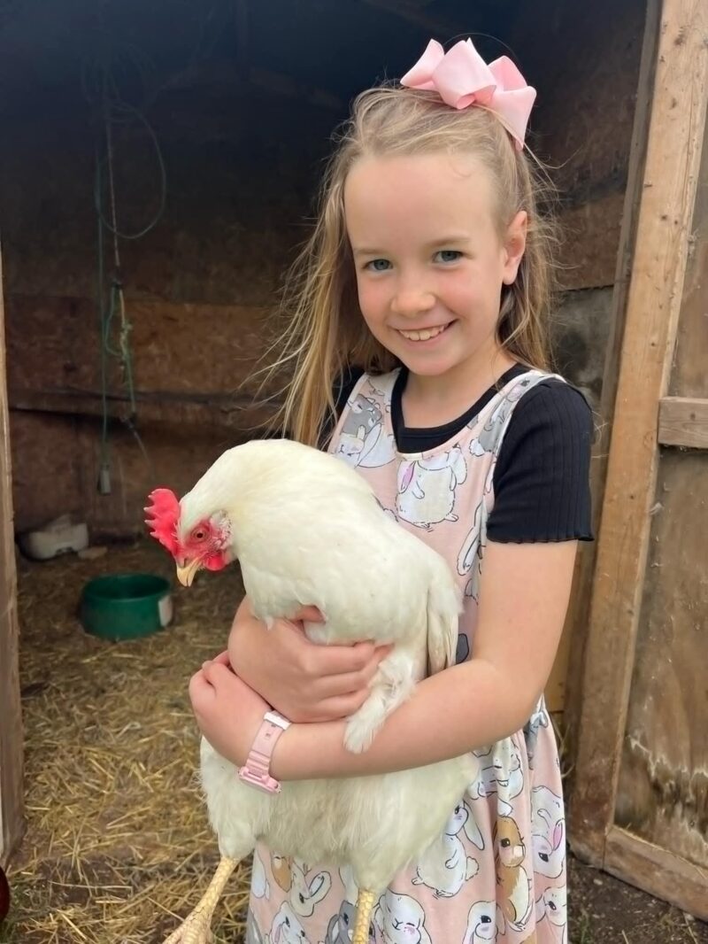 Raising Chickens Girl With Pink Bow And Apron Holding Chicken Malski