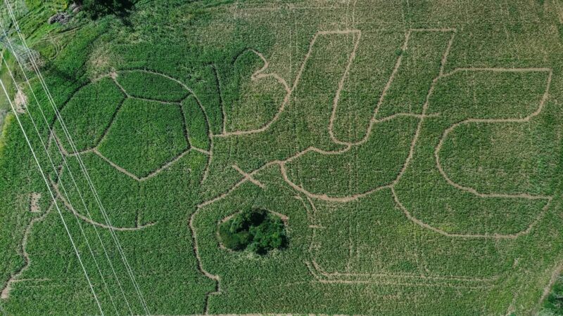 Post Family Farm Corn Maze 2025